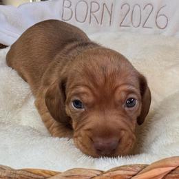Willow - Sable female Dachshund puppy in Wallingford, Kentucky from Hensley Homestead Dachshunds