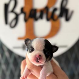 Bud - Black and tan male Chihuahua puppy in Harrison, Michigan from Cloud9 Chihuahuas