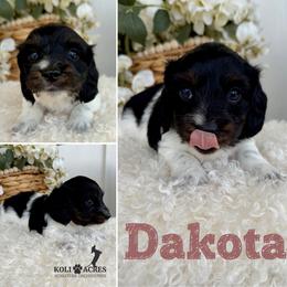 Dakota - AKC - Silky - Black and tan female Dachshund puppy in Kemp, Texas from Koli Acres