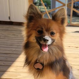 Pomeranians and Shih Tzus from Borderland's Kennel