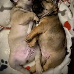 French Bulldog Puppies from Battle Born French Bulldogs