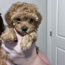 Maltipoo Puppies from Jessica's Maltipoos