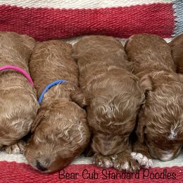 Poodles from Bear Cub Standard Poodles