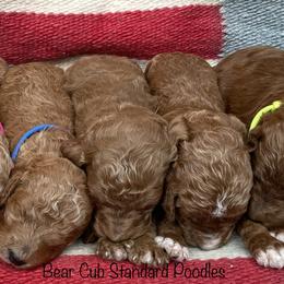 Poodles from Bear Cub Standard Poodles