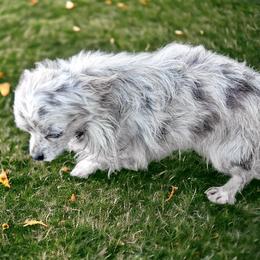 Sterling - Chihuahua
