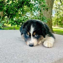 Boy 3 - Black tri-color male Australian Shepherd puppy in Kentland, Indiana from Pine Grove Aussies