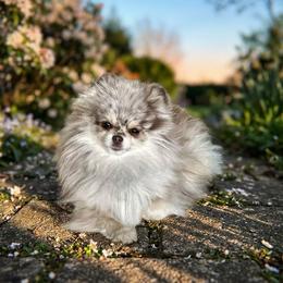 Mouse - Pomeranian