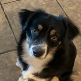 Sugar - Miniature Australian Shepherd