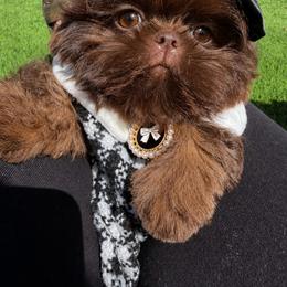 Lady Godiva - Chocolate female Shih Tzu puppy in Austin, Texas from Shih Tzu’s  ‘N’ Love