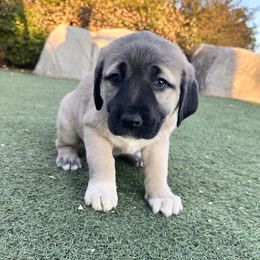 Anatolian Shepherd Dog Puppies from WanderDogs.Co