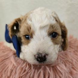 Philip - Blenheim male Cavapoo puppy in Truckee, California from Heavenly Goldendoodles