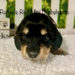 Madi - Black and cream female Dachshund puppy in Lakeland, Florida from Ruthie’s Rich Mini Dachshunds