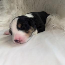 Daisy - Black tri-color female Australian Shepherd puppy in Mesa, Arizona from Four Peaks Aussies