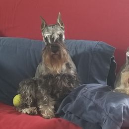 Miniature Schnauzer All Grown Up from Southcross Miniature Schnauzers