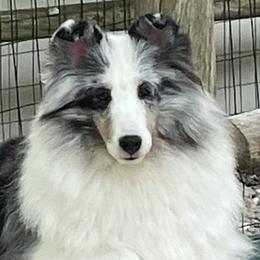 Shetland Sheepdogs from Rosmoor