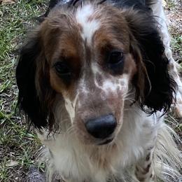 Summer - English Springer Spaniel