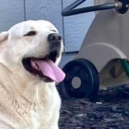 Gale - Labrador Retriever