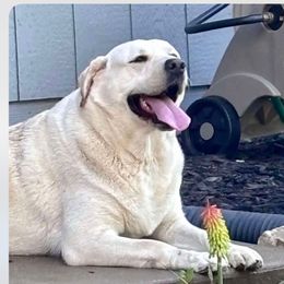 Gale - Labrador Retriever
