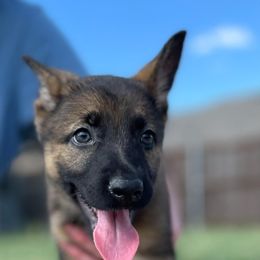Girl 3 - Sable German Shepherd puppy in Wilmer, Texas from Babin K9