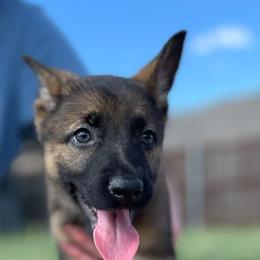 Girl 3 - Sable German Shepherd puppy in Wilmer, Texas from Babin K9