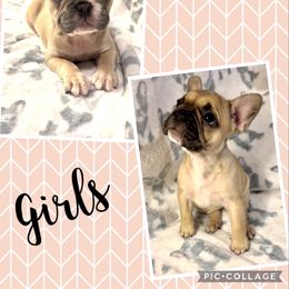 French Bulldog Puppies from Lola’s Frenchies