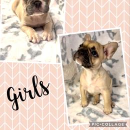 French Bulldog Puppies from Lola’s Frenchies