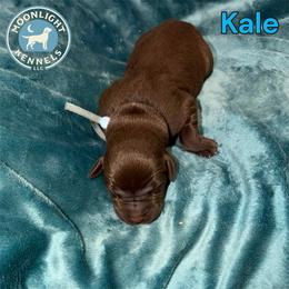 Kale - Chocolate male Labrador Retriever puppy in Elloree, South Carolina from Moonlight Kennels LLC