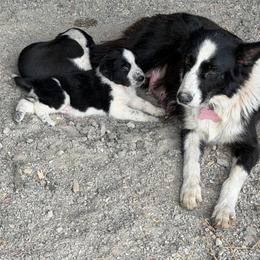 Mazie - Black and white female Border Collie puppy in Farmersville, Texas from Sheps Farm Border Collies