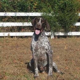 German Shorthaired Pointers from Marie's German Shorthaired Pointers