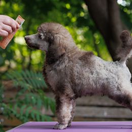 Poodle Puppies from Mystic Moon Poodles