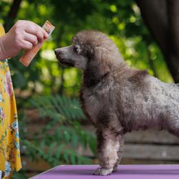 Poodle Puppies from Mystic Moon Poodles