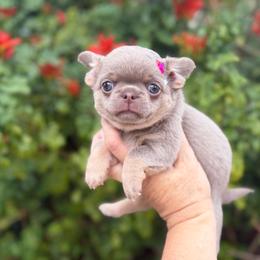 Masha - Chocolate blue female Chihuahua puppy in Newport Beach, California from Exotic City Pomeranians and chihuahuas