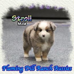 Stroll - Blue merle male Toy Australian Shepherd puppy in Forestburg, Texas from Flaming Dill Ranch Aussies