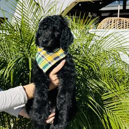 Goldendoodle and Poodle Puppies from Goldendooddle  /Gardy 🐾🐾