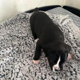 Boy 2 - White male Boxer puppy in Lakeland, Florida from Cote's Boxers