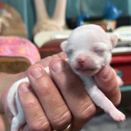 Waluigi - White female Chihuahua puppy in Dime Box, Texas from Color Me Crazy Chihuahuas