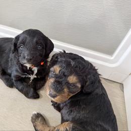 Maya - Phantom female Bernedoodle puppy in Wamego, Kansas from Doodles of Oz