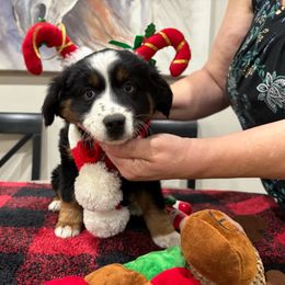 Girl # 1 - Black tri Miniature Australian Shepherd puppy in Fontana, California from Quality Mini Aussies of SoCal