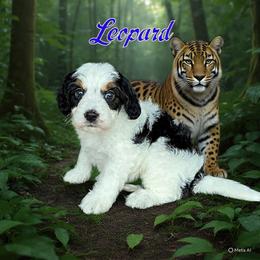 Leopard - Black and white male Bernedoodle puppy in Banner Elk, North Carolina from Walnut Tree Bernedoodles