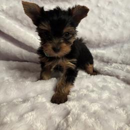 LB boy lt green - Blue and gold male Yorkshire Terrier puppy in Alburnett, Iowa from Hobbs Shire Yorkies