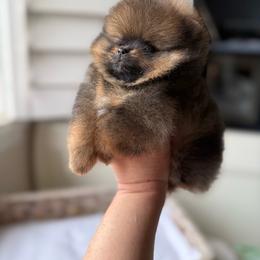 Little Walnut - Orange sable male Pomeranian puppy in Sacramento, California from Carousel Poodles & Pomeranians