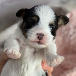 Star - Black and tan brindle male Havapoo puppy in Spokane, Washington from Havaluv Puppies