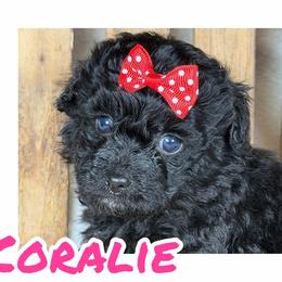 Coralie - Black female Assorted Doodle Crosses puppy in Garland, Texas from Brewer's Doodles and French Bulldogs