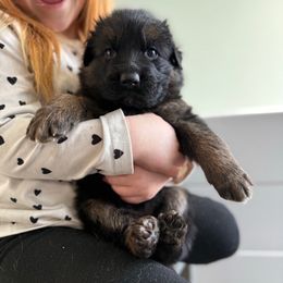 Sandy - Black and red female German Shepherd puppy in Fielding, Utah from Legacy Shepherds