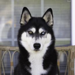 Aela - Siberian Husky