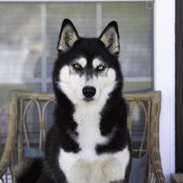Aela - Siberian Husky