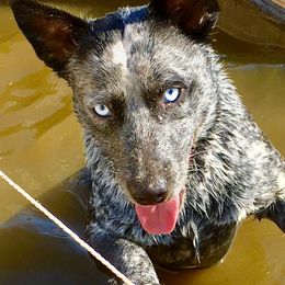 Rousey - Australian Cattle Dog