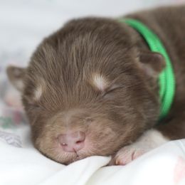 Mocha - Red and white male Alaskan Malamute puppy in Independence, Virginia from New River Valley Malamutes