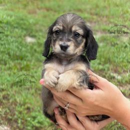 Mr. Red-2400 - Cream male Dachshund puppy in Ocala/Gainesville, Florida from From the Heart Doxies
