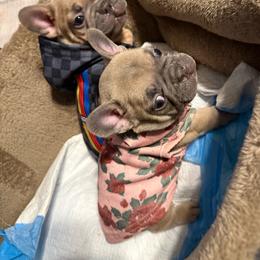 Girl 3 - Fawn female French Bulldog puppy in North Fort Myers, Florida from Little Rascals
